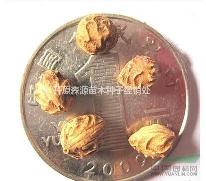 遼寧省紫葉稠李種子價格一覽表