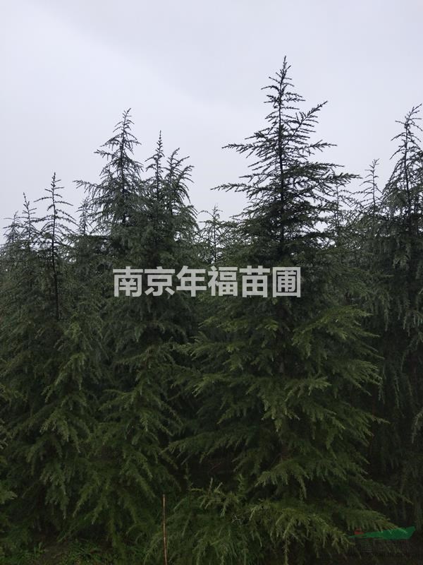 直銷雪松3米