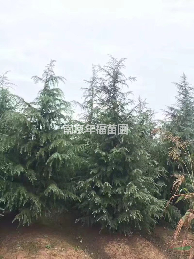 直銷雪松4米.