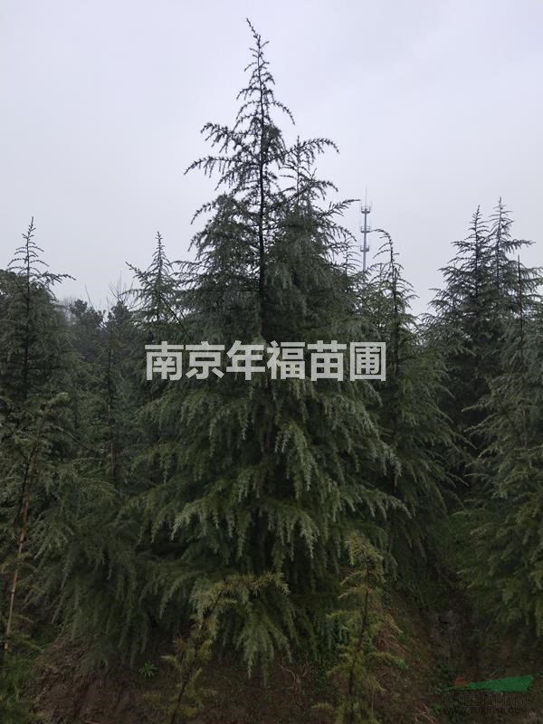 直銷雪松4米.