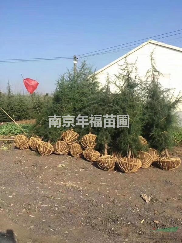 直銷雪松3米