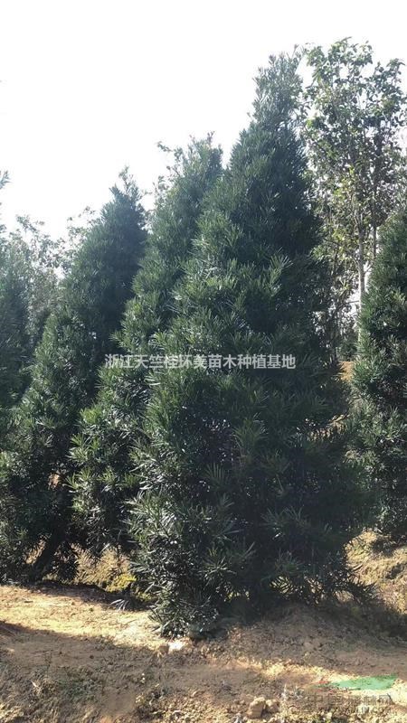 塔形羅漢松種植注意事項(xiàng)？塔形羅漢松規(guī)格要求？