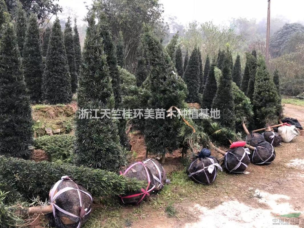 塔形羅漢松種植注意事項(xiàng)？塔形羅漢松規(guī)格要求？