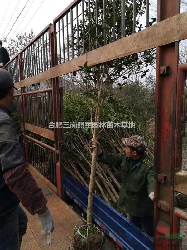 桂花起苗裝車 合肥今年桂花價格 桂花小苗價格