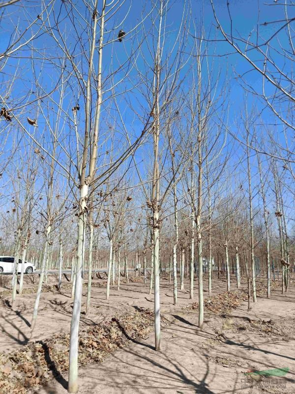 河北法桐  法桐基地 平頭法桐 法桐規(guī)格 法桐小苗法桐圖片