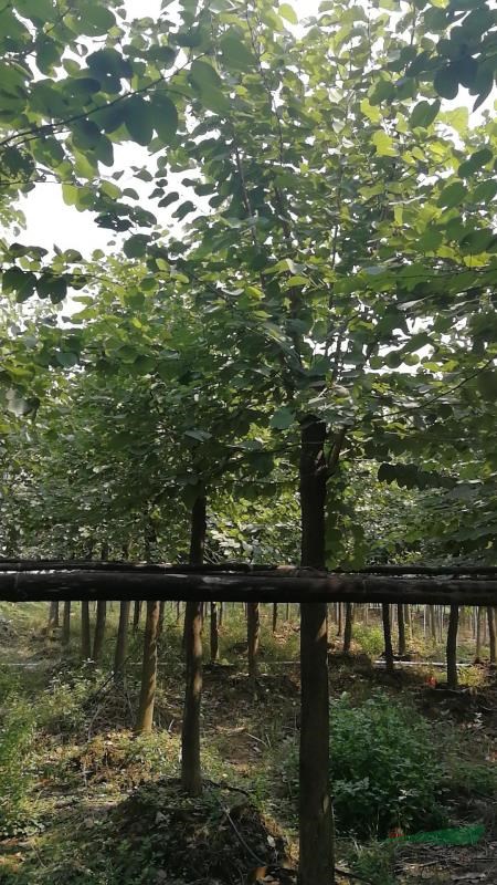 宮粉紫荊花