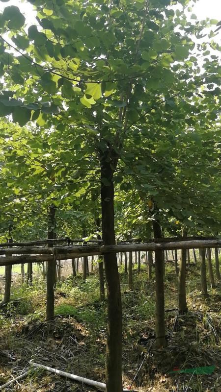 宮粉紫荊花