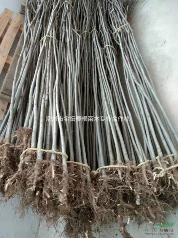 大量供應(yīng)櫸樹