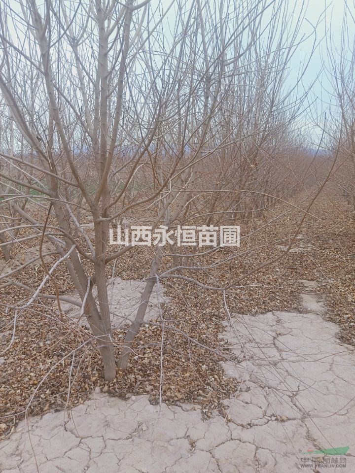 3米叢生五角楓=4米叢生五角楓=5米叢生五角楓價格