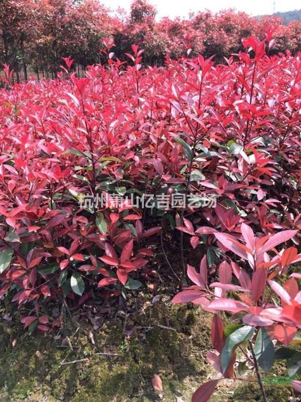 浙江紅葉石楠小苗基地  今年紅葉石楠行情便宜 蕭山色塊苗批發(fā)