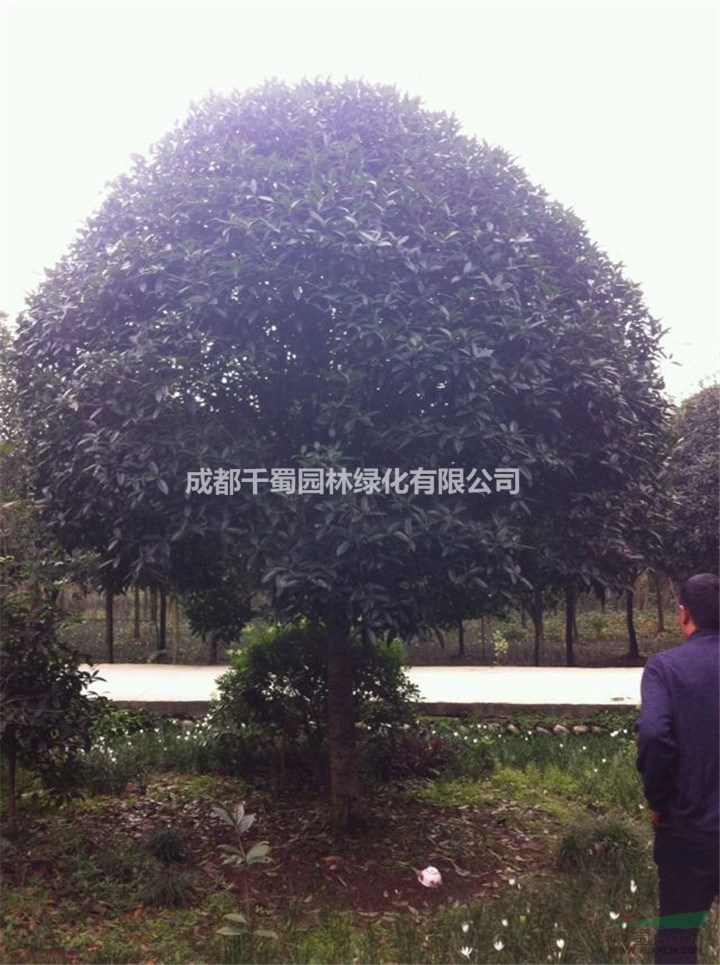 四川桂花種植基地 精品好樹形桂花