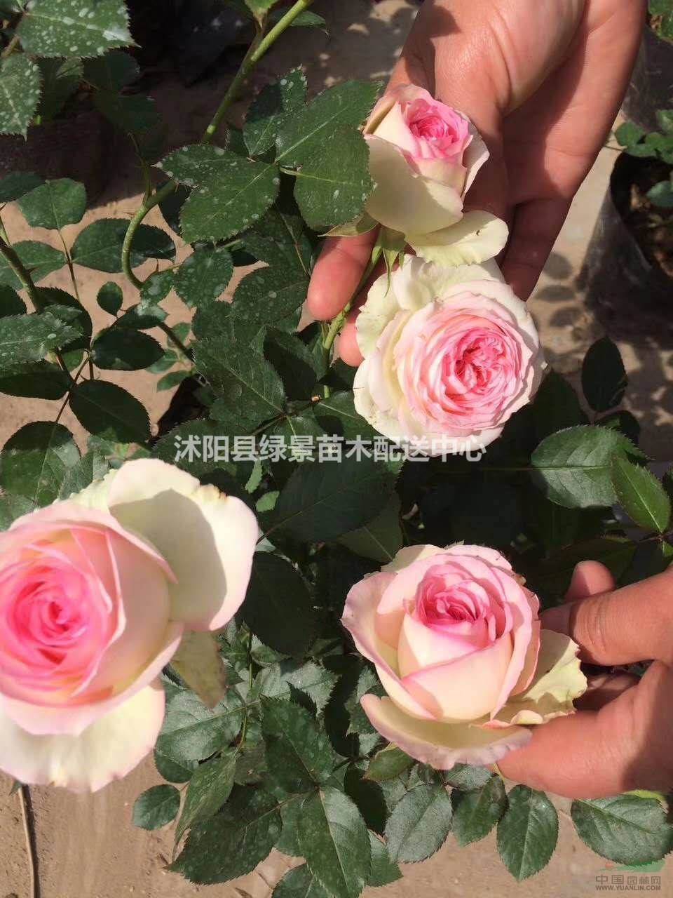 江蘇歐月直銷20高度，紅花月季直銷。貨到付款