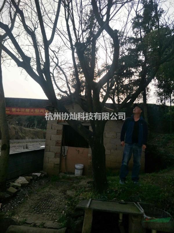 供應精品老樹杏梅20--35公分