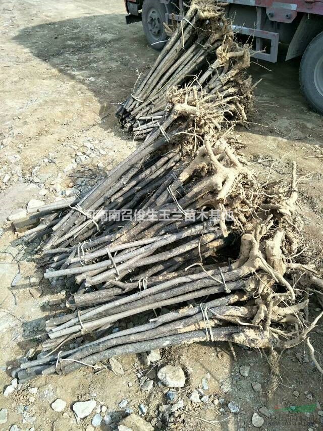 大量供應(yīng)2~3cm黃櫨