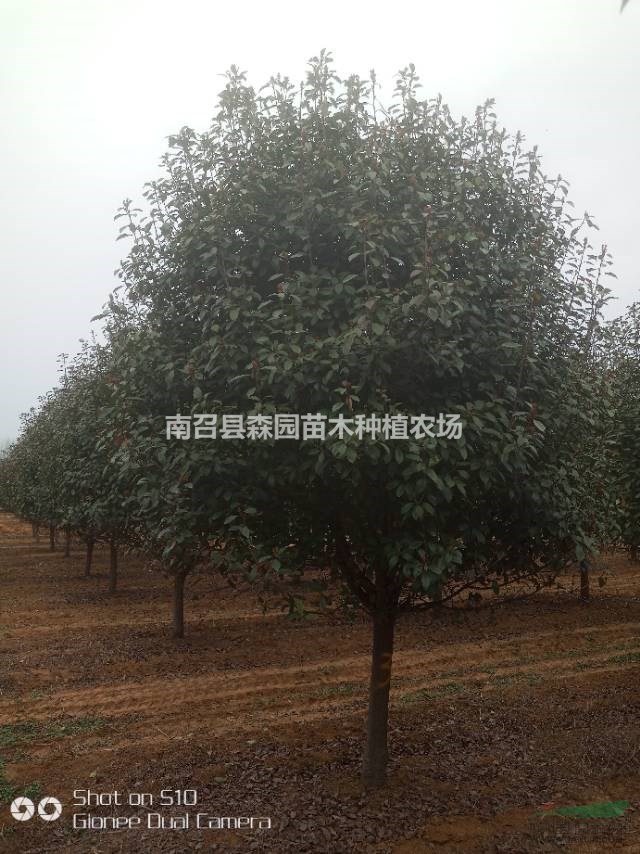 供應紅葉石楠