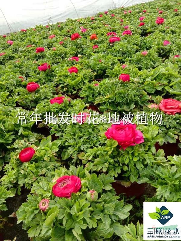 成都批發(fā)  花毛茛  大量批發(fā)