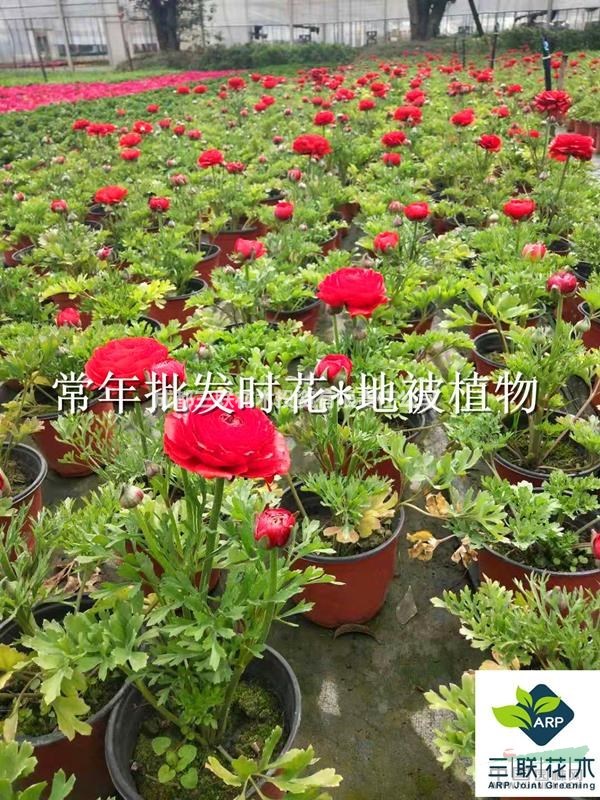 成都批發(fā)  花毛茛  大量批發(fā)