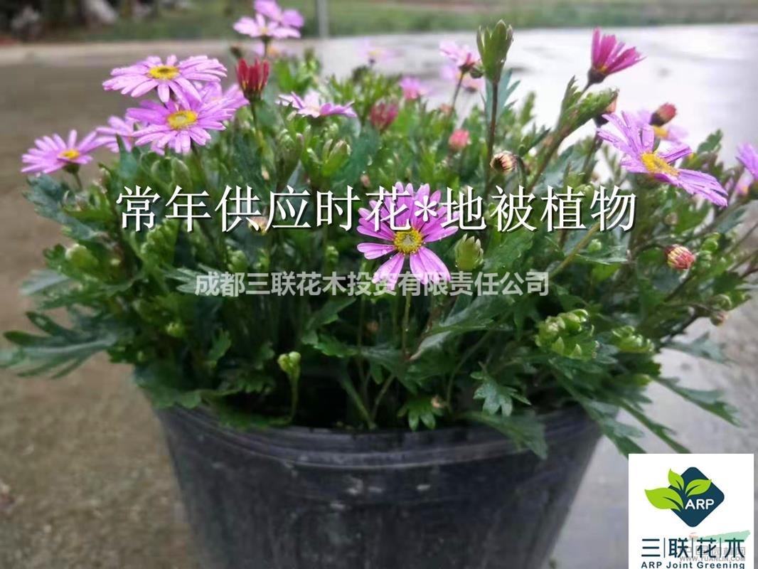 大量批發(fā)  姬小菊  開花機器