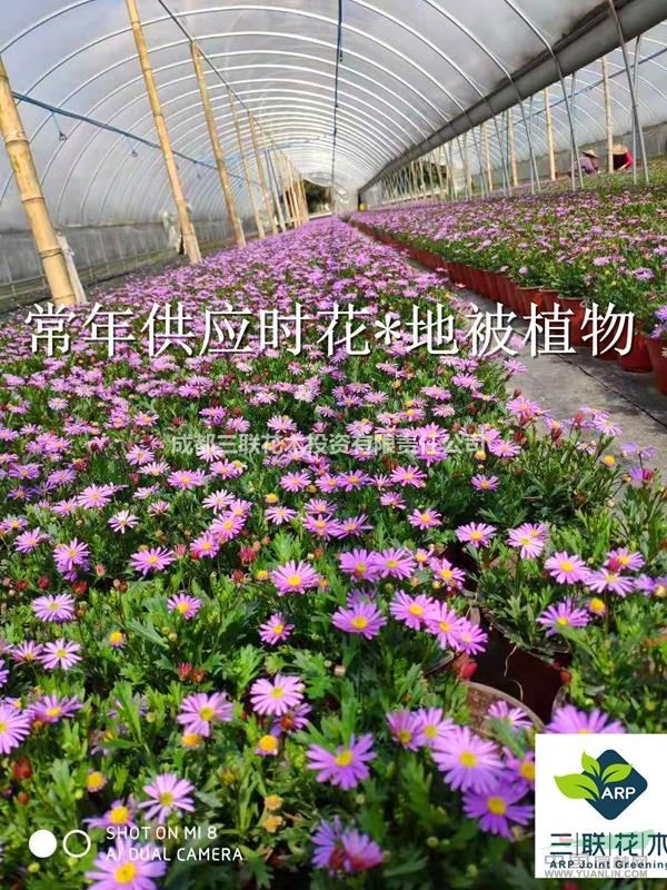 大量批發(fā)  姬小菊  開花機器