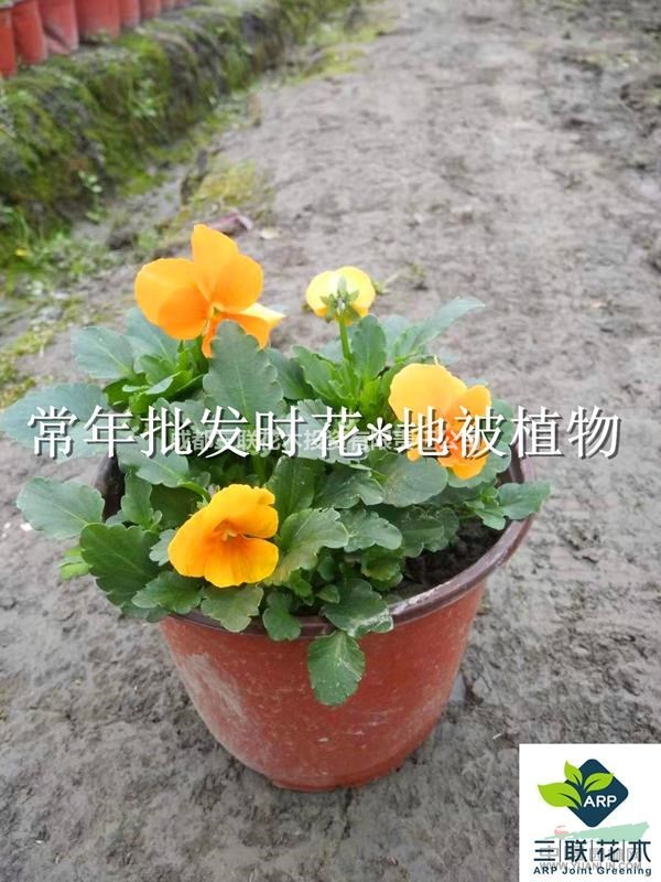 成都批發(fā)  角堇 大量批發(fā)