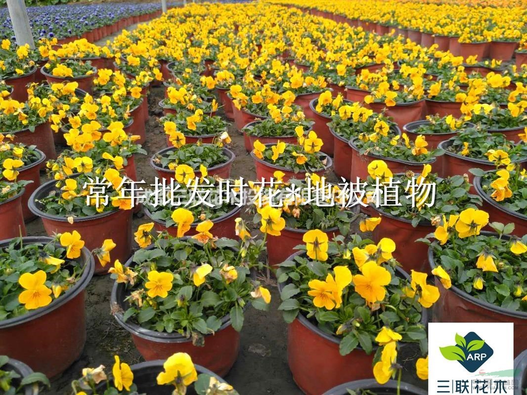 成都批發(fā)  角堇 大量批發(fā)