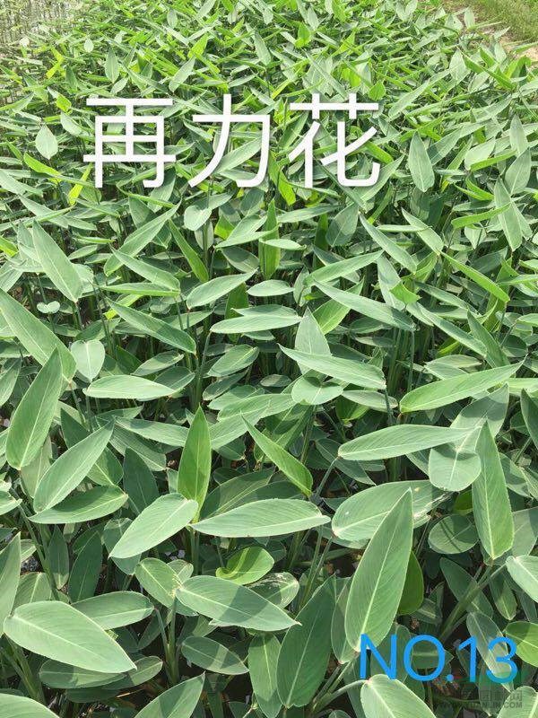 再力花哪里好 浙江再力花哪家便宜