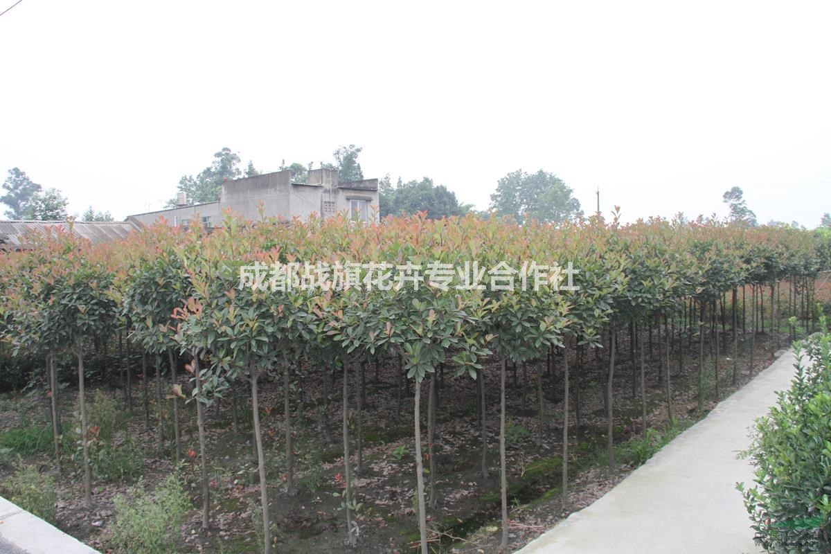 批發(fā)高桿石楠樹 精品紅葉石楠樹價(jià)格 4公分紅葉石楠苗圃基地 