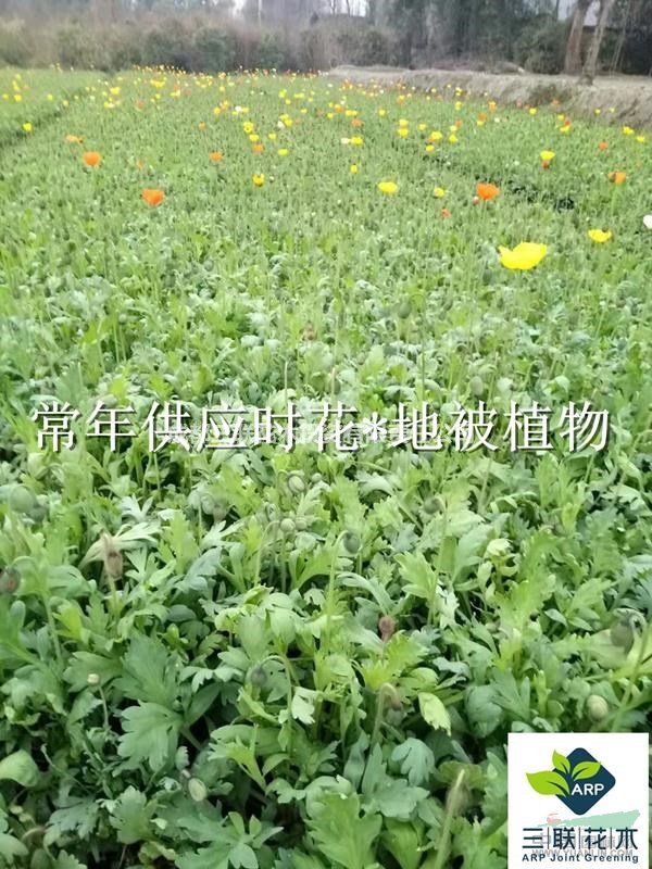 成都地區(qū)基地直供 虞美人 時(shí)花地被植物