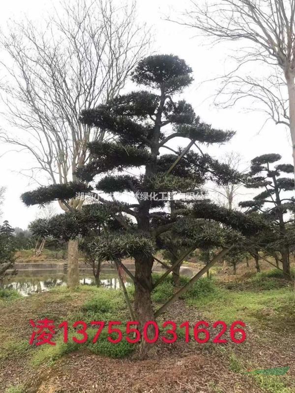 羅漢松產(chǎn)地直銷