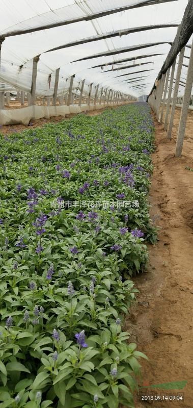 山東草花鼠尾草基地，鼠尾草價(jià)格供應(yīng)
