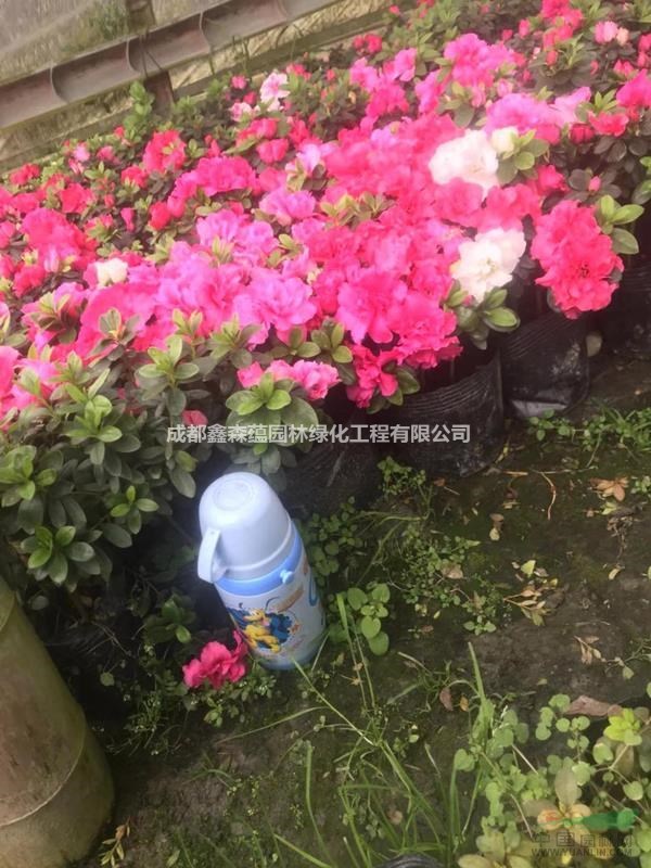 哪里的西洋鵑好 西洋鵑種植基地 大量出售西洋鵑 西洋鵑小桃紅