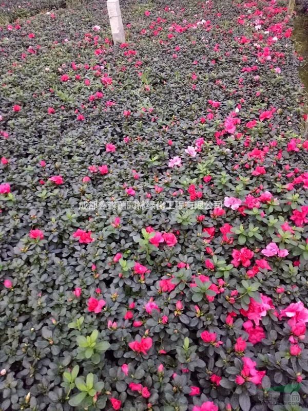 哪里的西洋鵑好 西洋鵑種植基地 大量出售西洋鵑 西洋鵑小桃紅