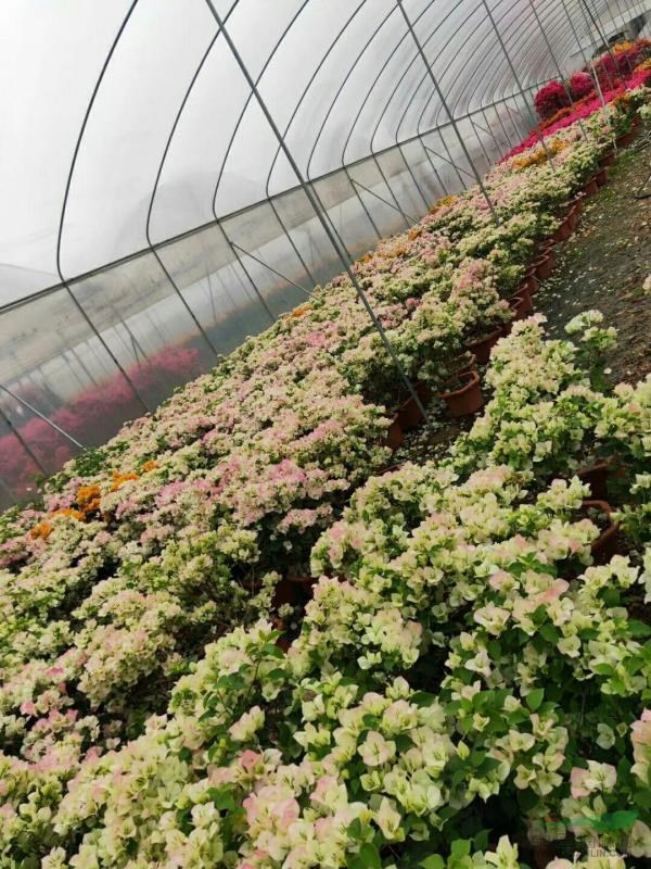 綠葉櫻花小紅盆