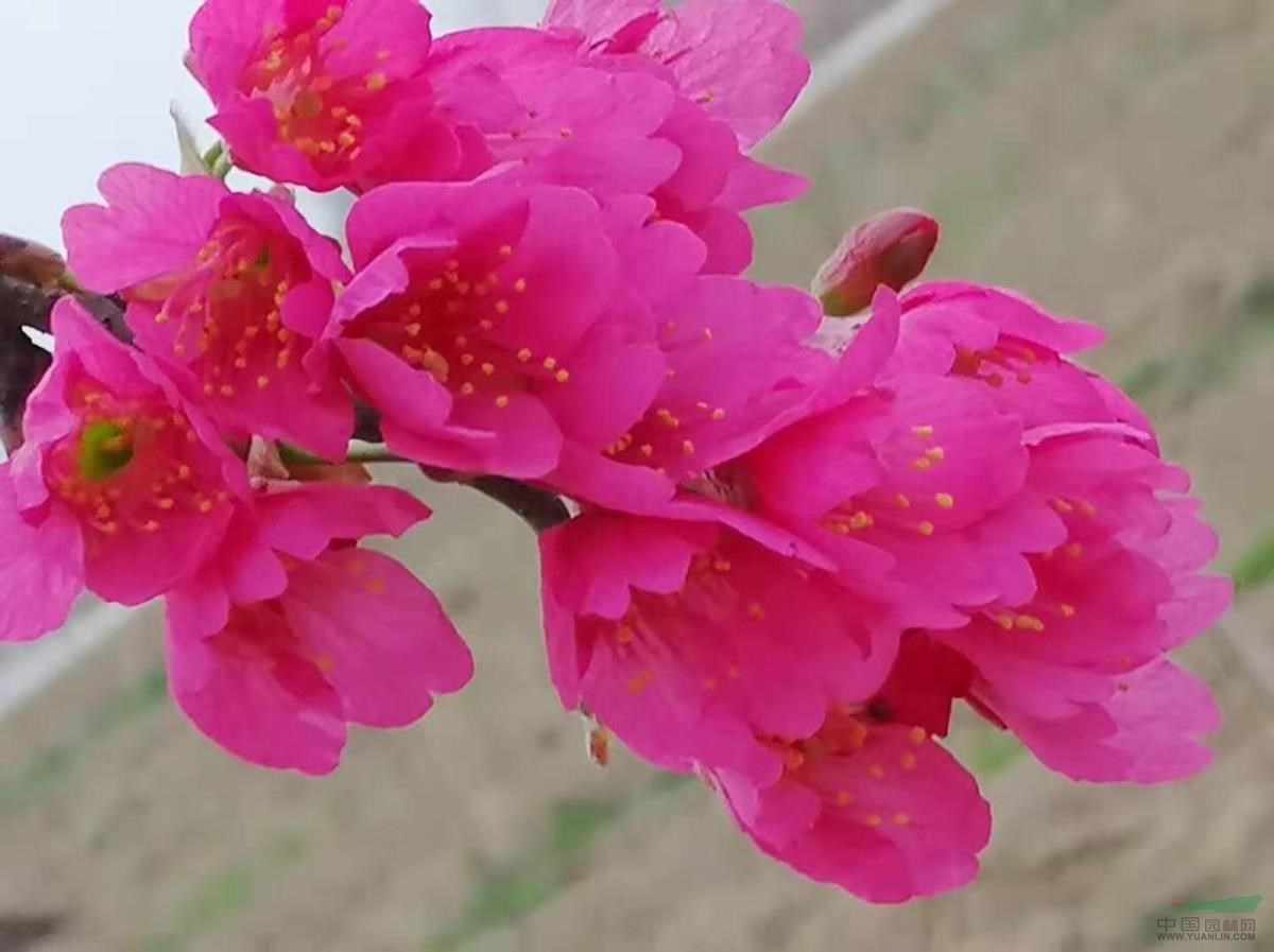 臺灣鈡櫻花 1年生嫁接苗