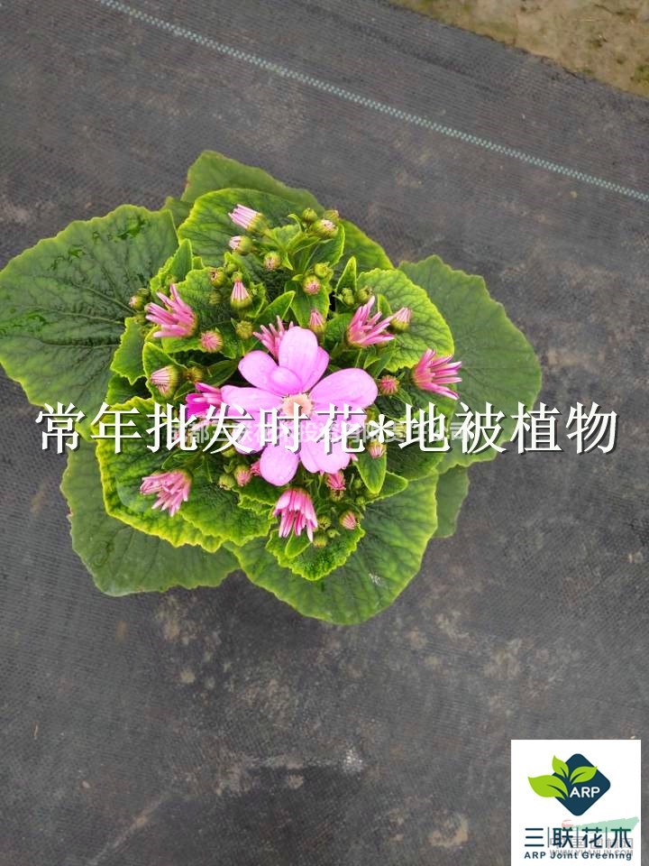 工程苗  瓜葉菊   基地直批