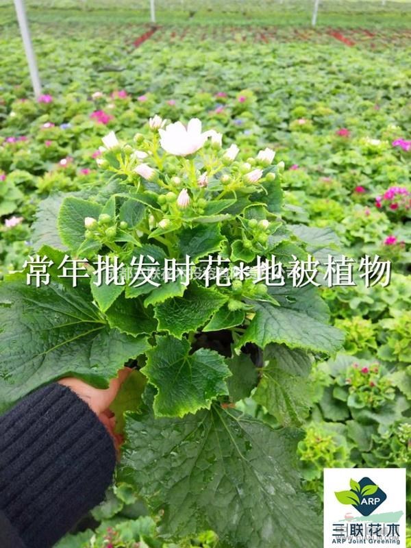 工程苗  瓜葉菊   基地直批