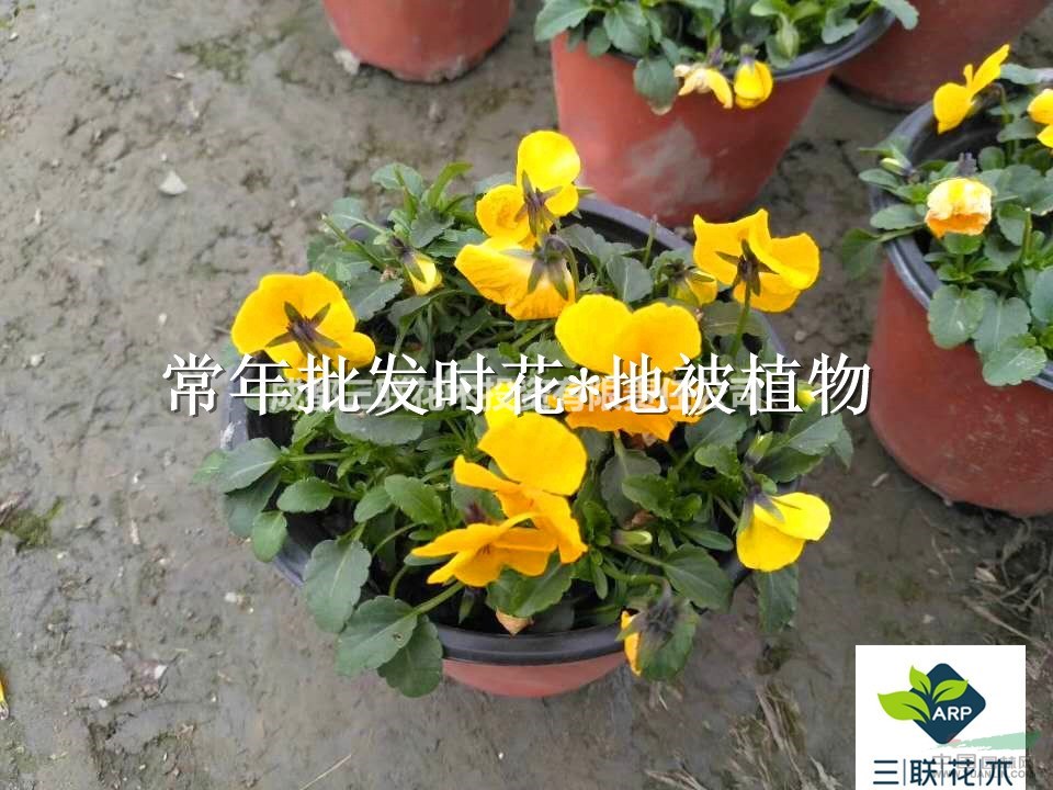 工程用花  角堇   基地直批