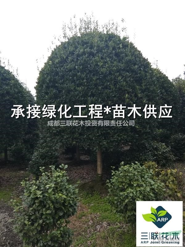 精品桂花球  成都基地直銷