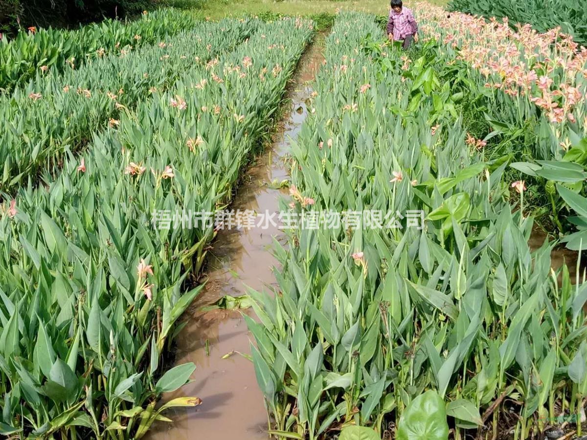 可供安徽園林綠化施工｜可供安徽水生植物生產(chǎn)基地｜可供安徽水生植物浮島