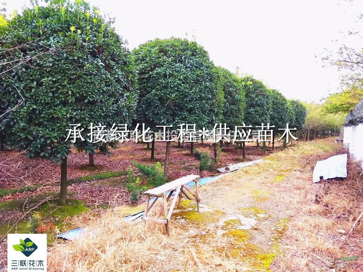 桂花球    直銷         桂花球
