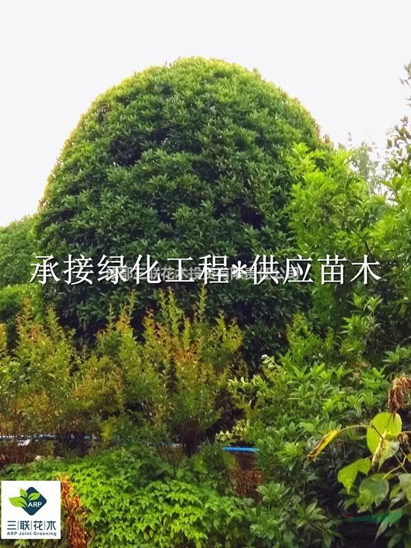 桂花球    直銷         桂花球