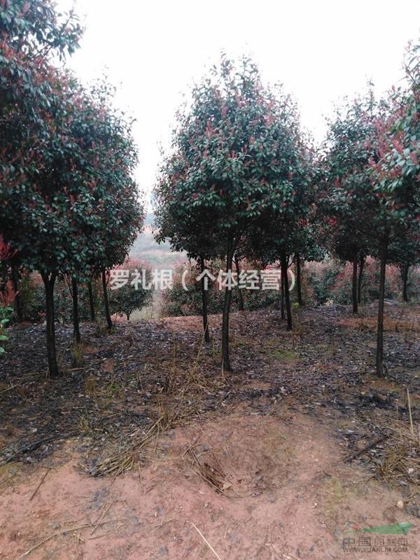 湖南地區(qū)大量供應(yīng)5，6，7，8等高桿紅葉石楠
