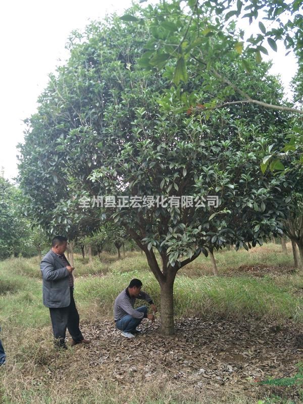 供應(yīng)叢生桂花樹,低分支桂花樹,廣西大桂花