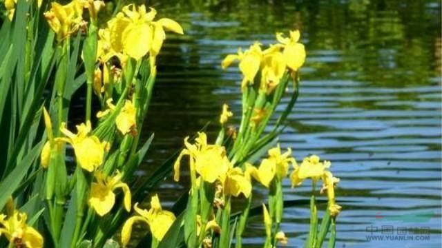 黄菖蒲 浙江黄菖蒲 浙江黄菖蒲价格