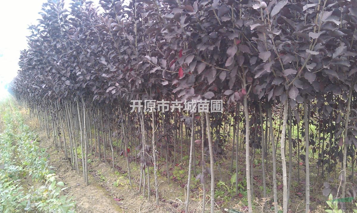 遼寧紫葉稠李3-6公分便宜處理，大白菜價(jià)格，樹好價(jià)格不好急處