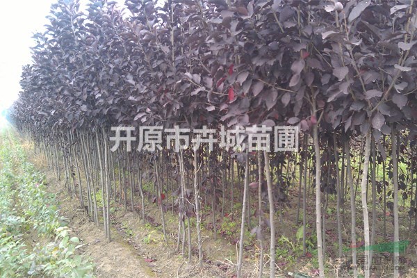 遼寧紫葉稠李3-6公分便宜處理，大白菜價(jià)格，樹好價(jià)格不好急處
