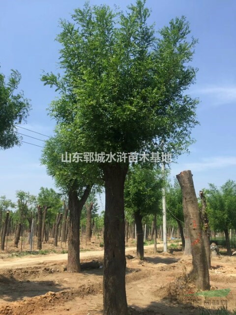 大皂角樹基地35公分皂角樹多少錢裝車