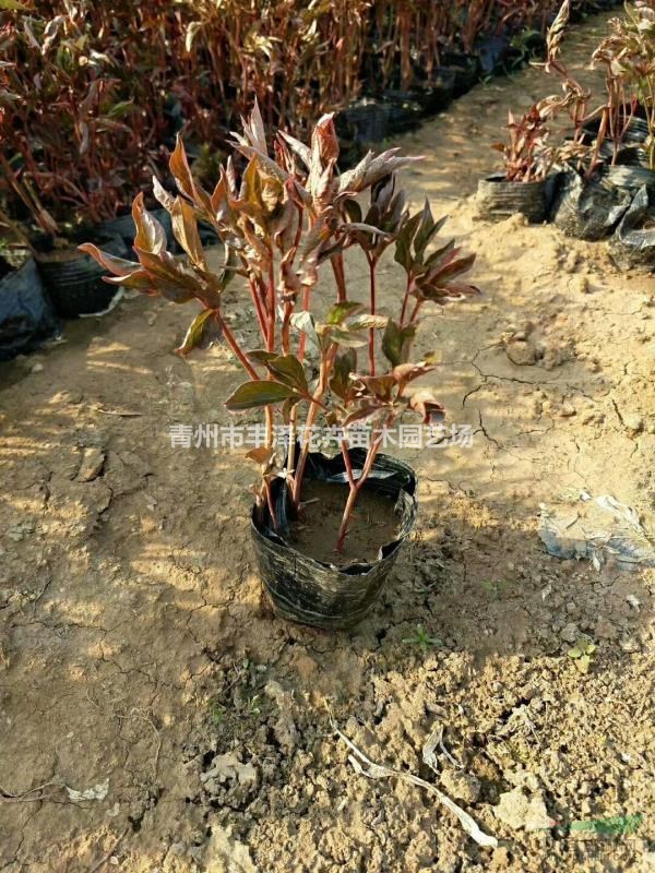 芍藥種植基地，芍藥供應(yīng)，價(jià)格