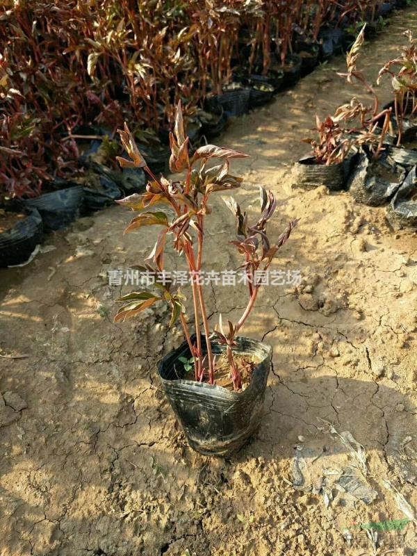 芍藥種植基地，芍藥供應(yīng)，價(jià)格