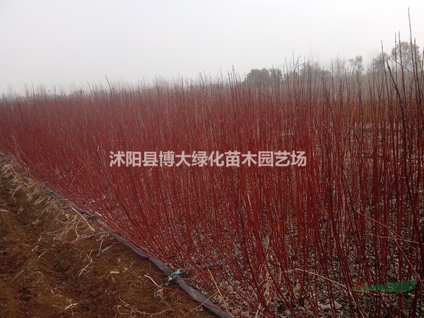 供应红瑞木苗高度50-100公分红瑞木篱苗，红梗木，红马球